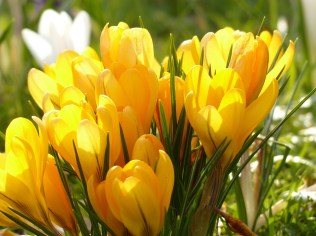 crocus-100157_1280
