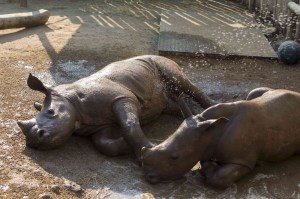 23263686_1503587045.3291_funddescription