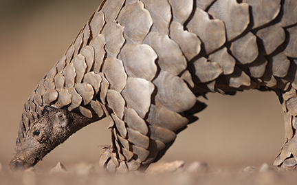 large-Pangolin-photo