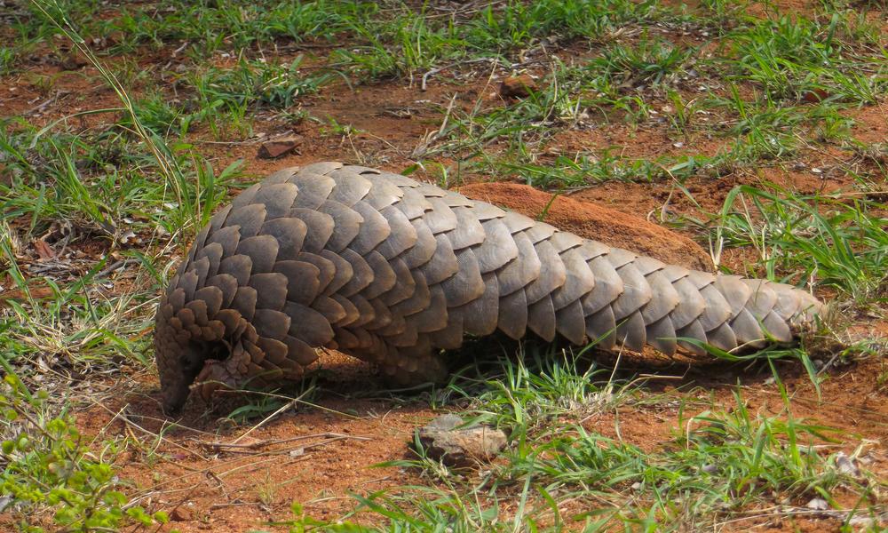 Pangolin Image by WWF