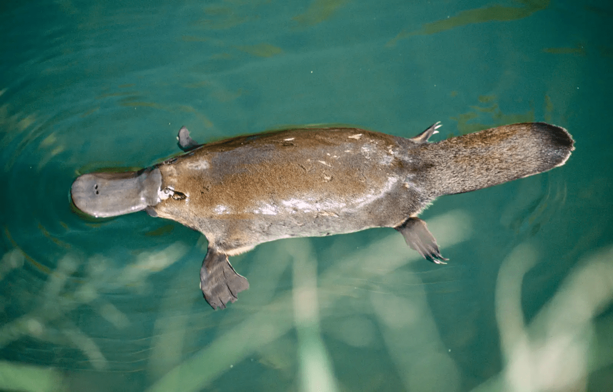 Monotreme Monday: the&nbsp;Platypus