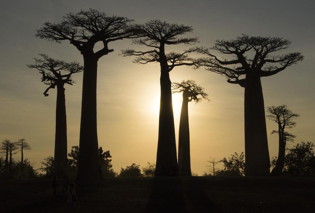 Species Spotlight: the Baobab&nbsp;Tree