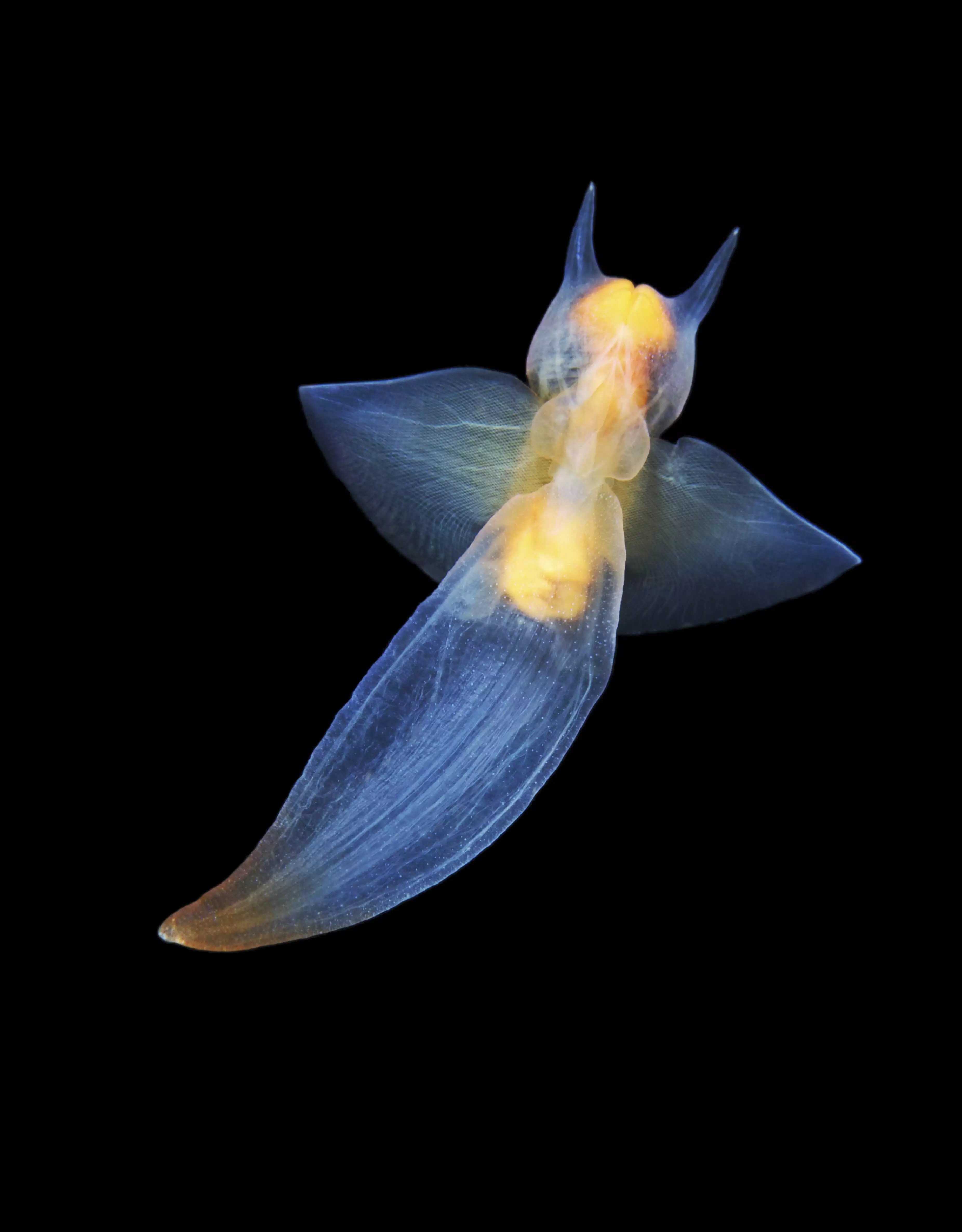 Diving Deep: the Sea Angel – Compassion Crossing
