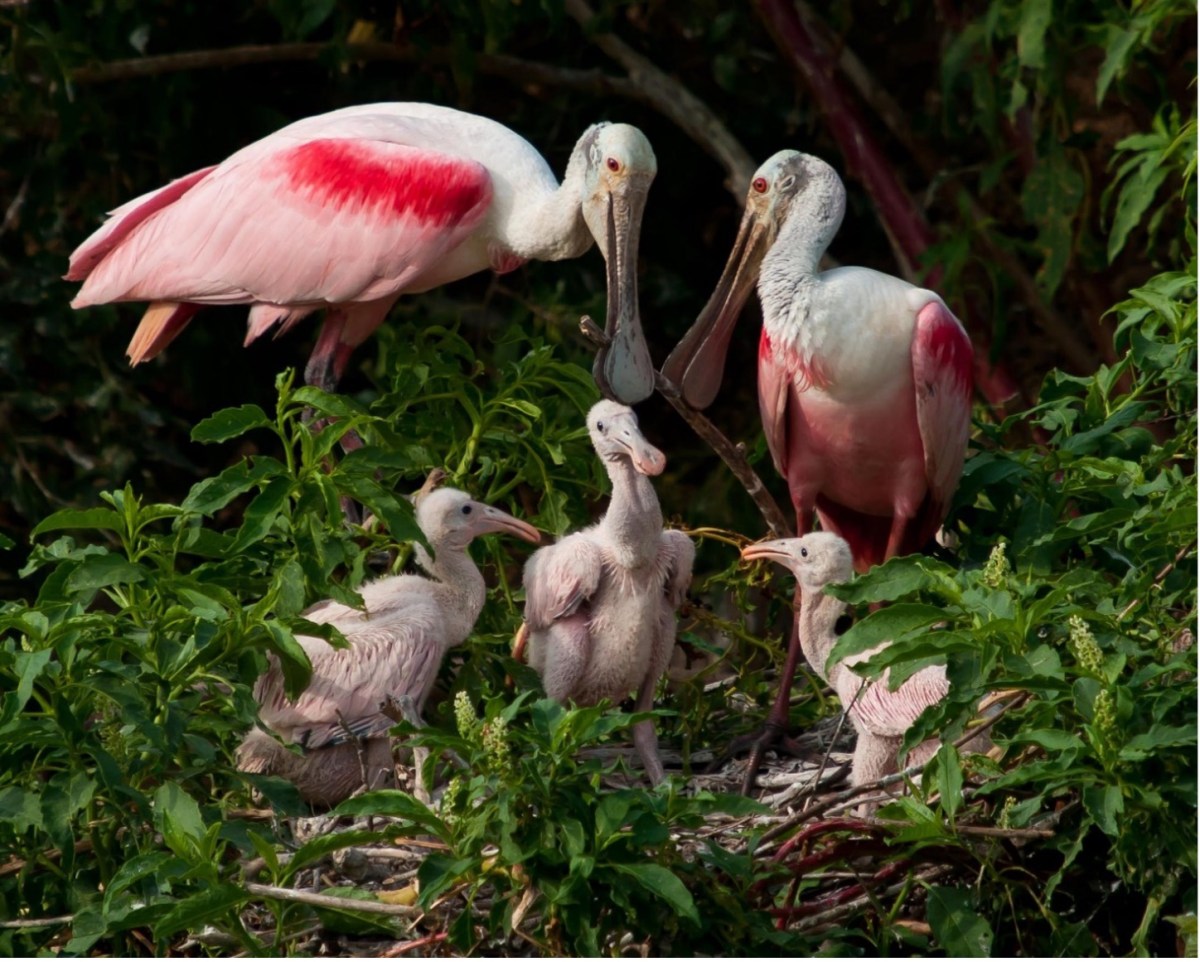 Think Pink: What the Roseate Spoonbill Can Teach Us About Adaptability in the Face of Climate&nbsp;Change