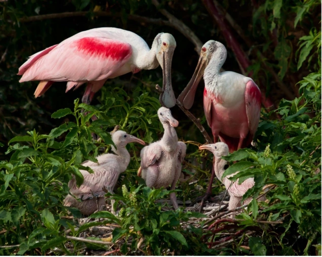 Think Pink: What the Roseate Spoonbill Can Teach Us About Adaptability in the Face of Climate Change
