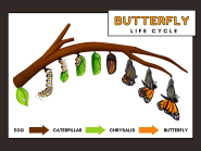 Butterfly Life Cycle Compassion Crossing
