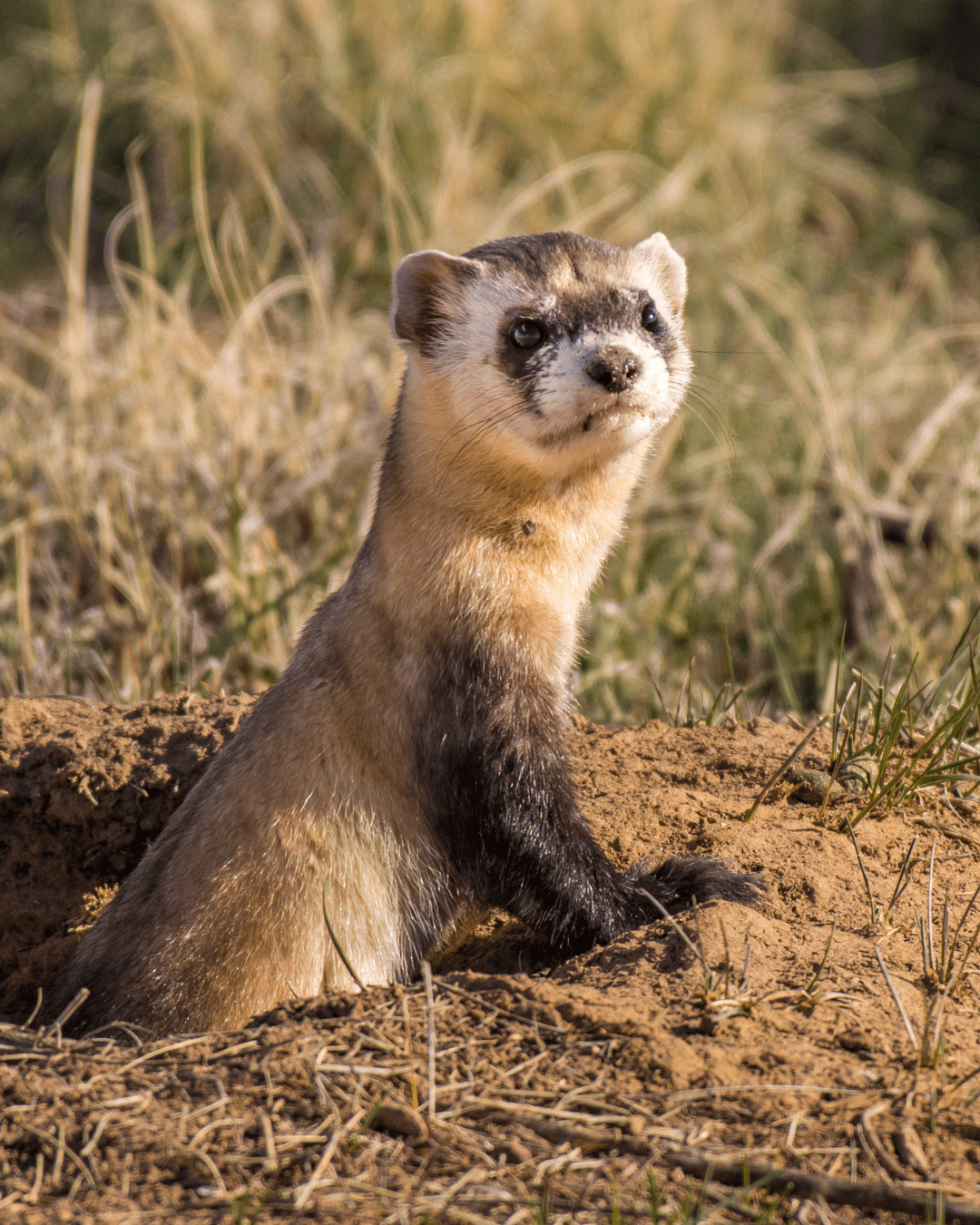 Ferret in the Hole: The Black-Footed Ferret’s Fight for&nbsp;Survival